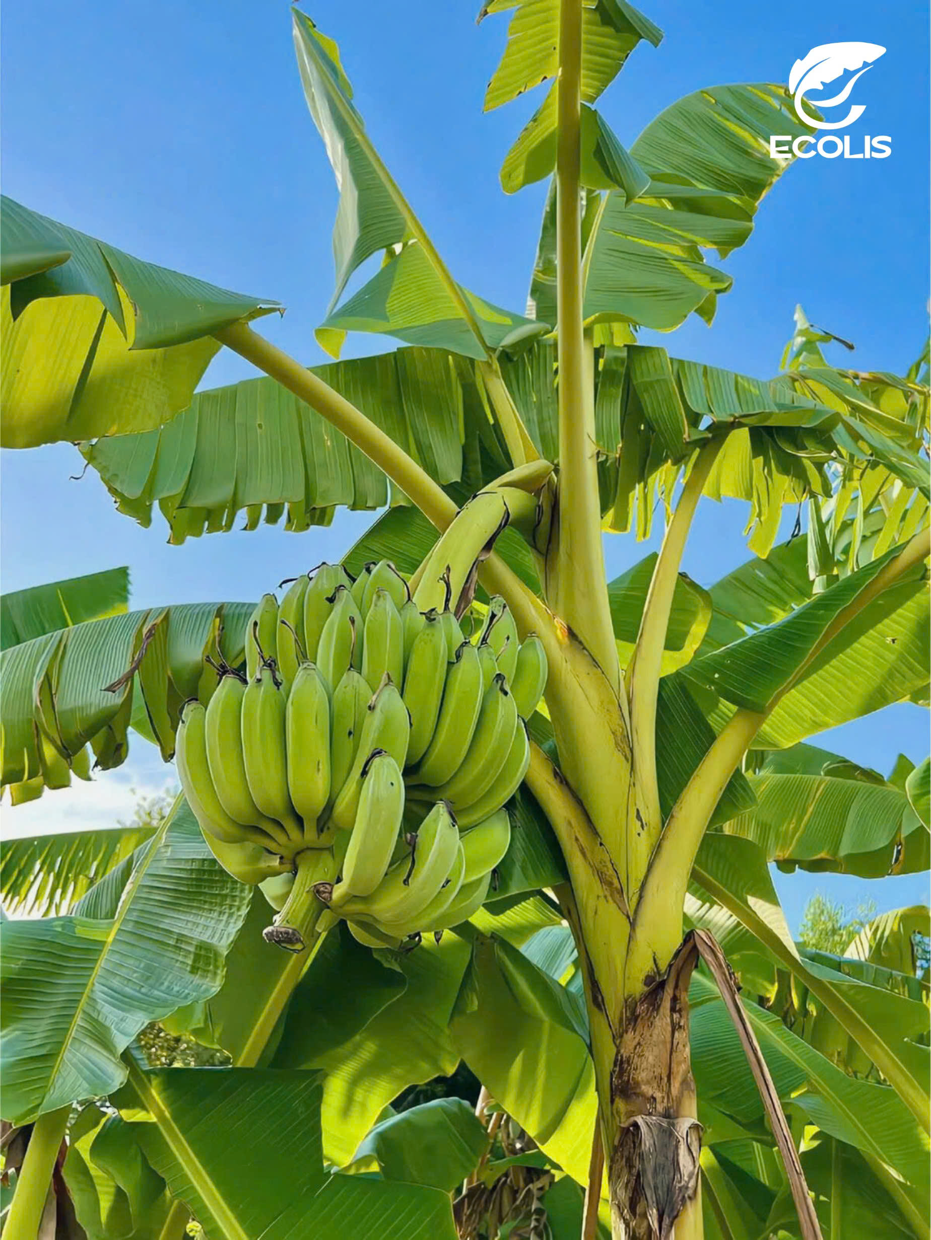 Sợi chuối bền vững