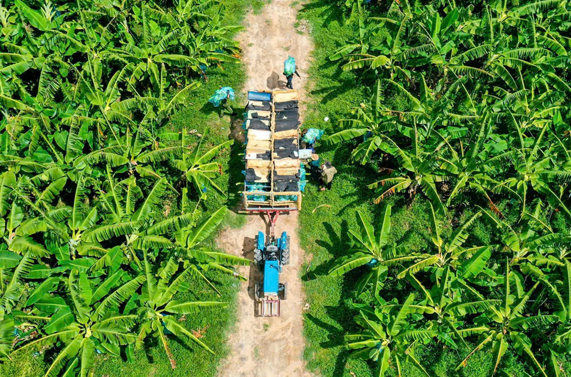 Vườn chuối và quy trình sản xuất sợi chuối