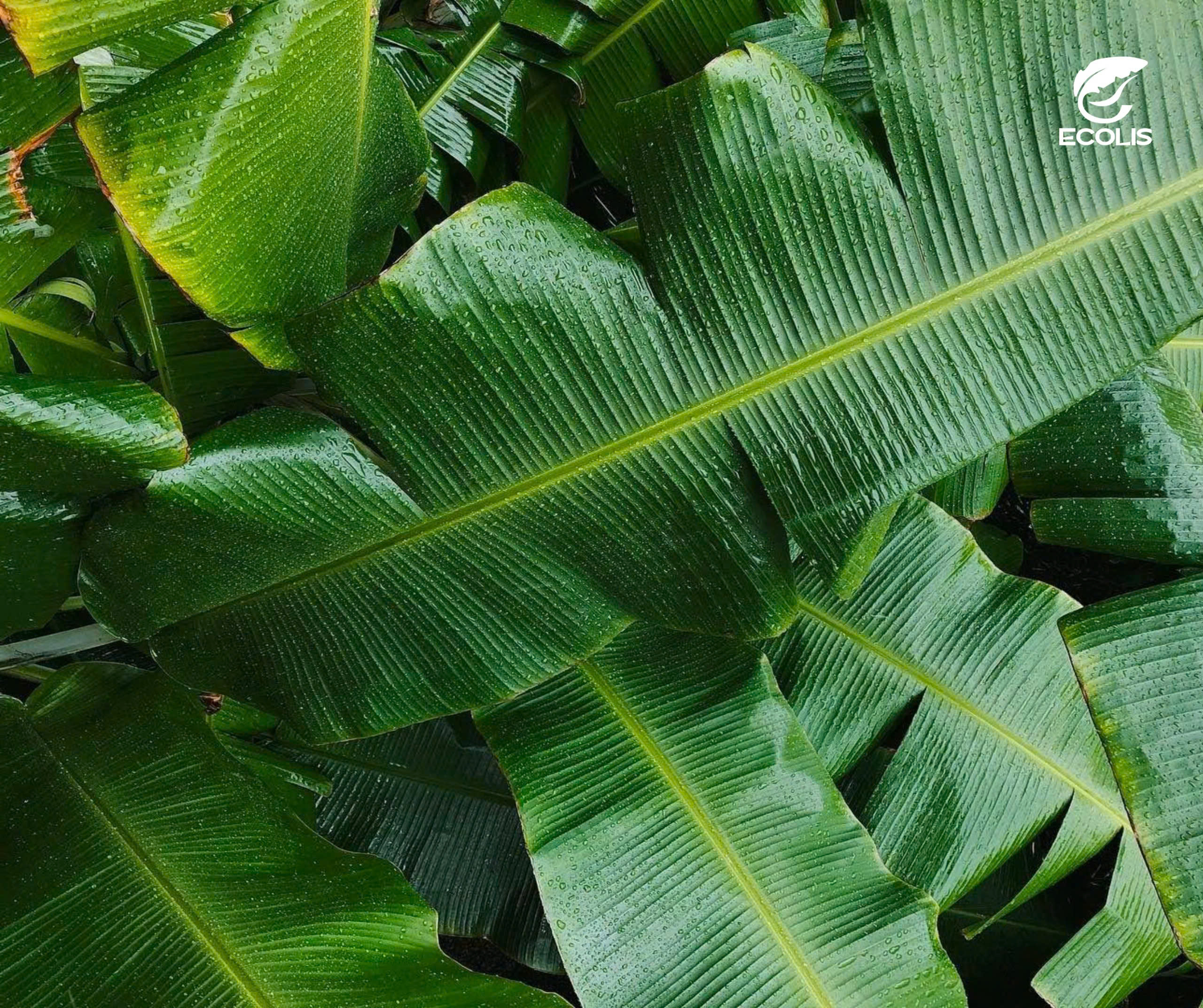 Tách sợi chuối thủ công